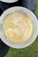 Sun-Grown THCa Live Hash Rosin | Solventless