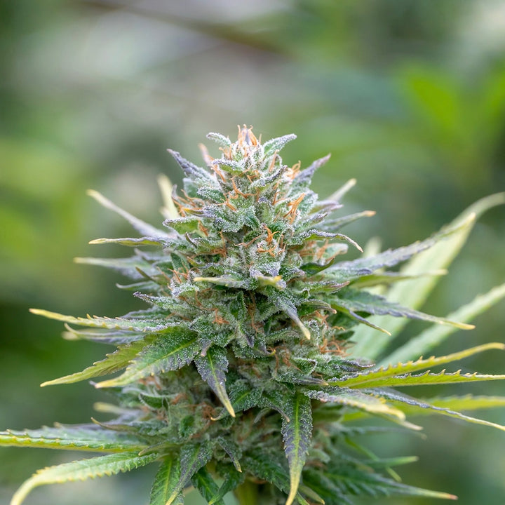 Pineapple Kush CBD Flower | Greenhouse