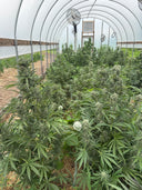 Type 1 (THCa) Autoflower | Greenhouse
