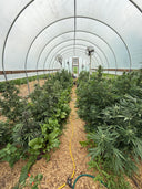 Type 1 (THCa) Autoflower | Greenhouse