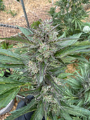 Type 1 (THCa) Autoflower | Greenhouse