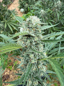 Type 1 (THCa) Autoflower | Greenhouse