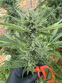 Type 1 (THCa) Autoflower | Greenhouse