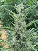 Type 1 (THCa) Autoflower | Greenhouse