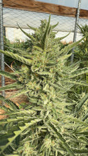 Type 1 (THCa) Autoflower | Greenhouse