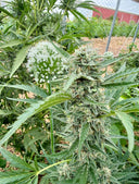 Type 1 (THCa) Autoflower | Greenhouse