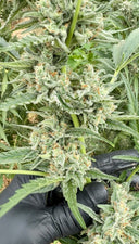 Type 1 (THCa) Autoflower | Greenhouse