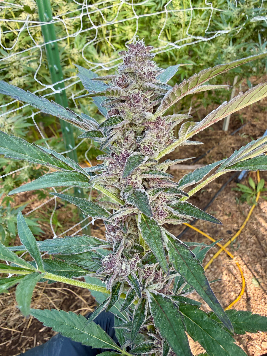 Tropicana Cookies (Bloom Cut)