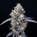 Creamy Abdul Jabbar cultivar — temporary prototype image