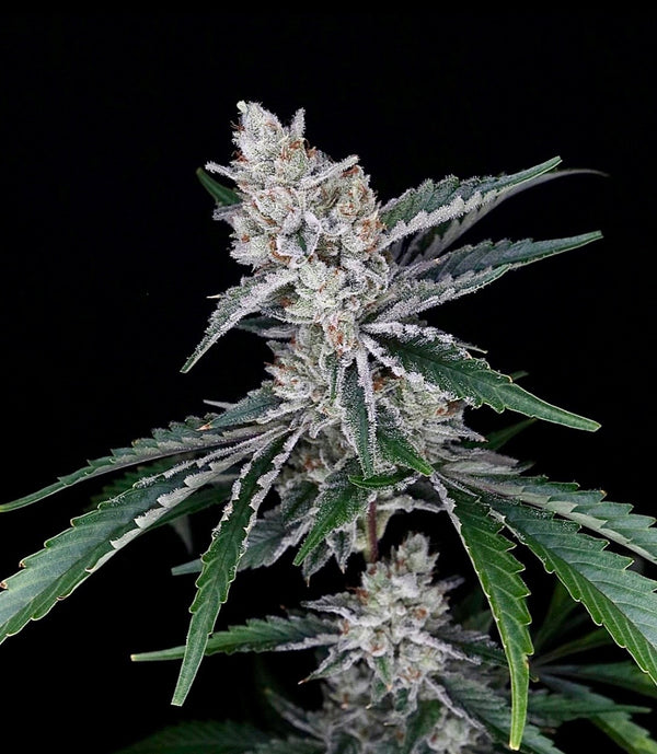 Sour Inferno