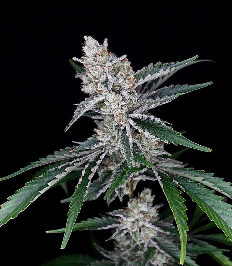 Sour Inferno