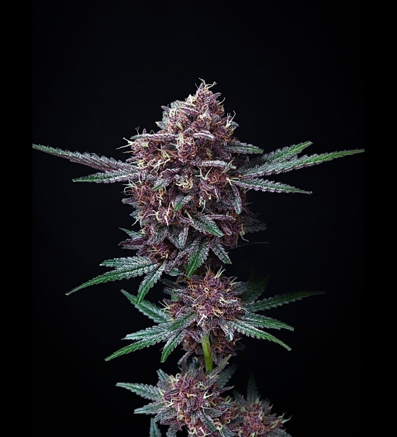 Strawguavaz