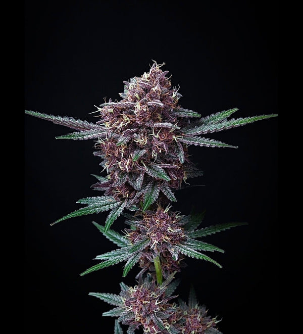 Strawguavaz