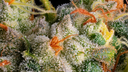 <p>SOLVENTLESS <em>EXTRACTS</em> </p>