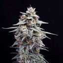 Zour Bananaz cultivar — temporary prototype image