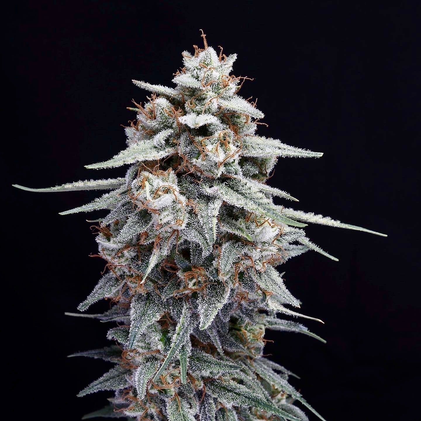 Zour Bananaz