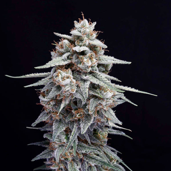 Zour Bananaz
