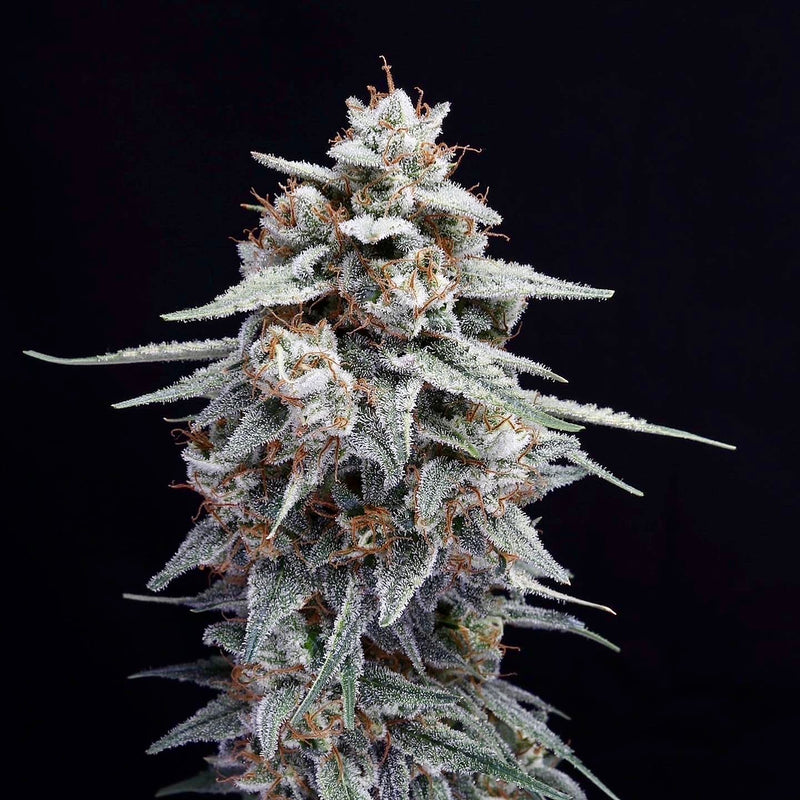 Zour Bananaz